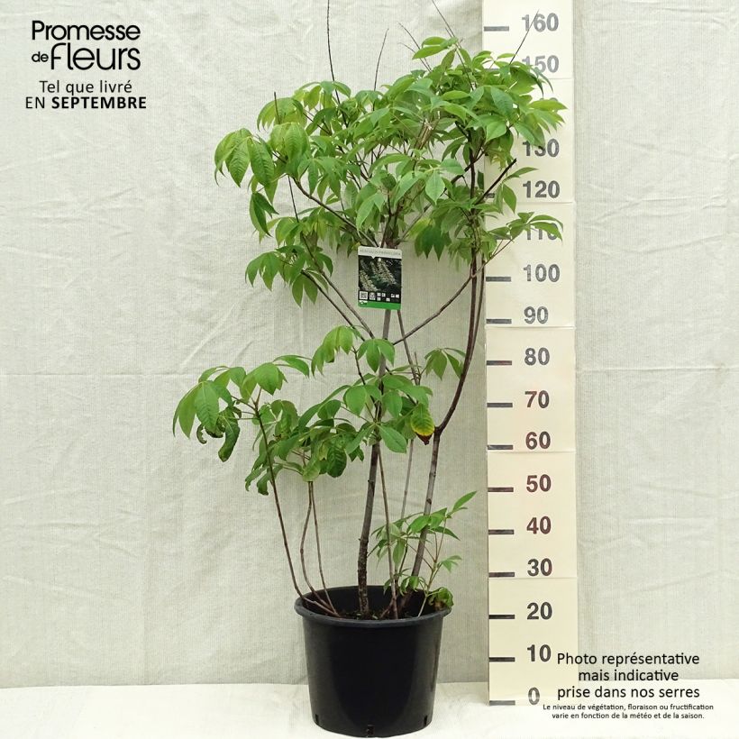 Amostra de Aesculus parviflora Vaso de 7,5 L/10 L tal como entregue no outono