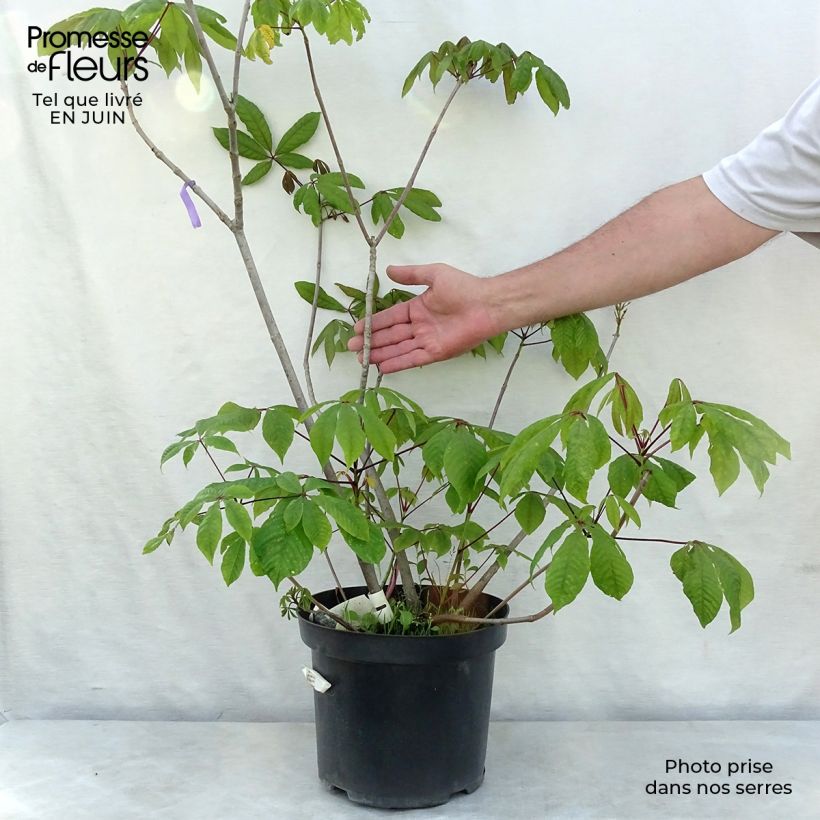 Amostra de Aesculus parviflora Vaso de 7,5 L/10 L tal como entregue no verão