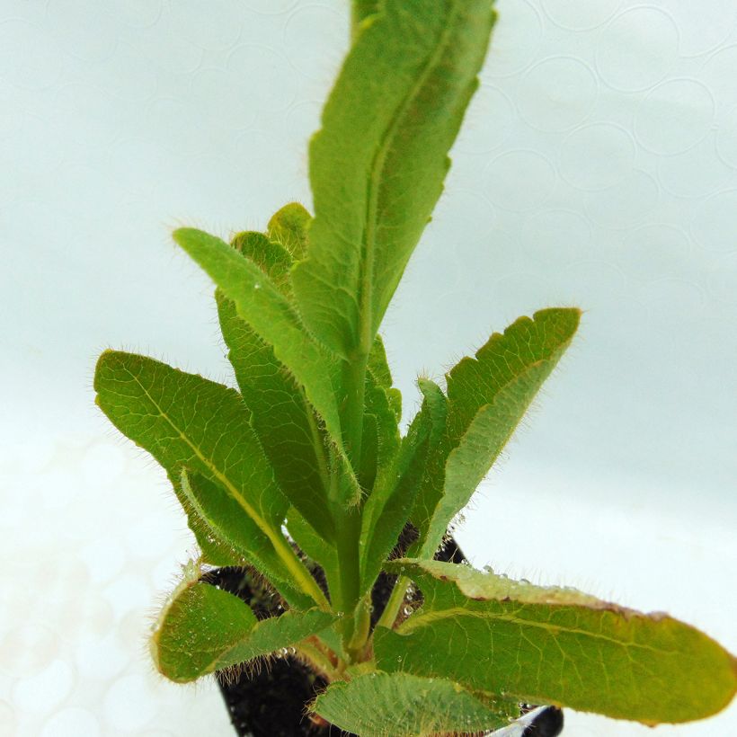 Meconopsis betonicifolia (Folhagem)