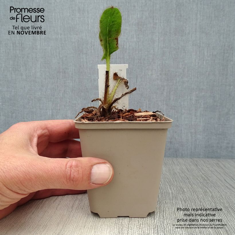 Amostra de Meconopsis betonicifolia Vaso de 8/9 cm tal como entregue no outono