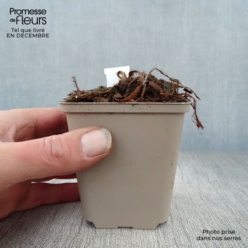 Amostra de Pavot bleu de l Himalaya - Meconopsis betonicifolia Vaso de 8/9 cm tal como entregue no inverno