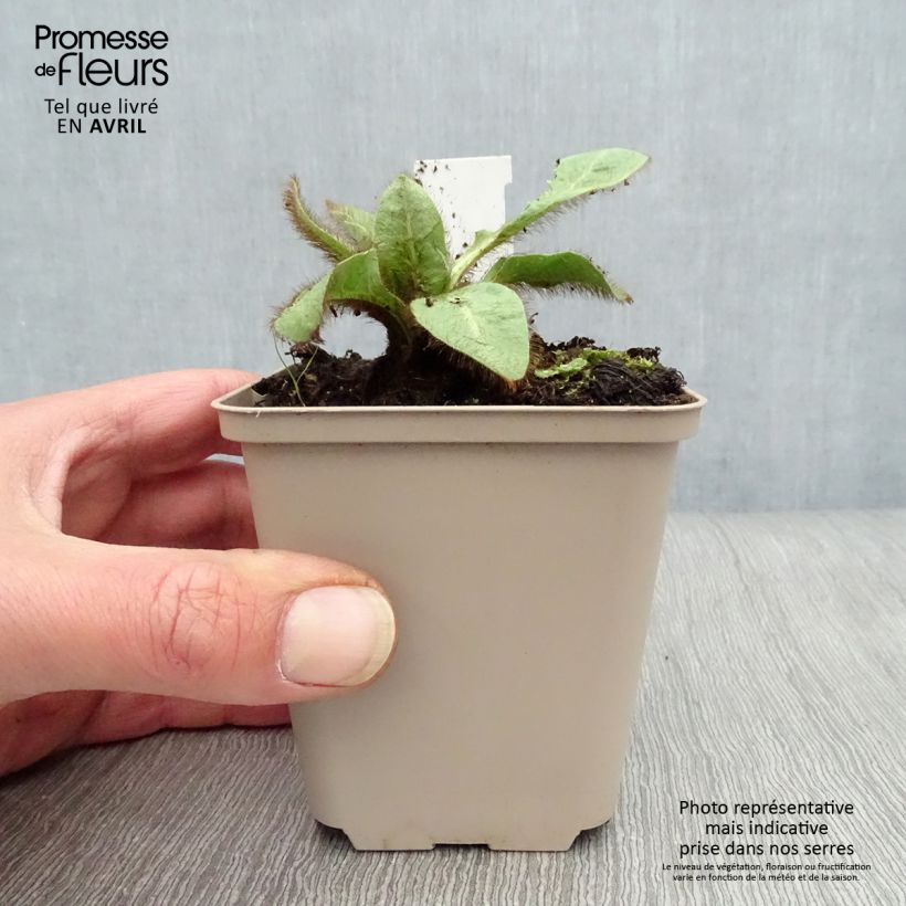 Amostra de Meconopsis betonicifolia Vaso de 8/9 cm tal como entregue na primavera