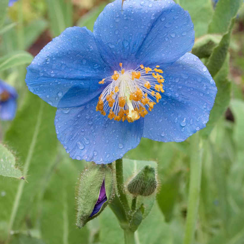 Meconopsis betonicifolia (Floração)