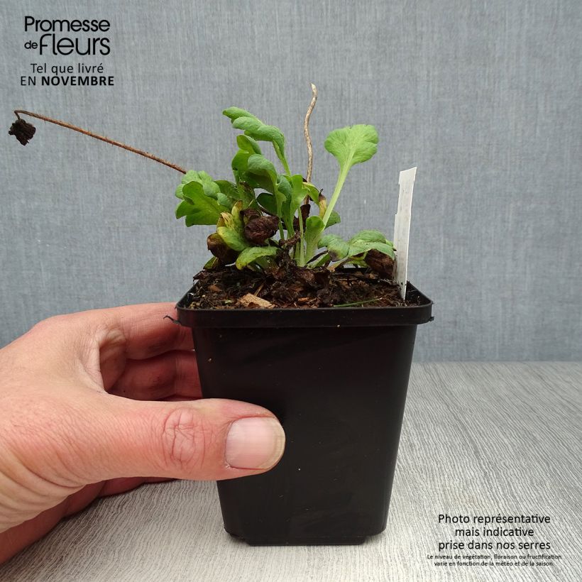 Amostra de Papoila-da-islândia Gartenzwerg Vaso de 8/9 cm tal como entregue no outono