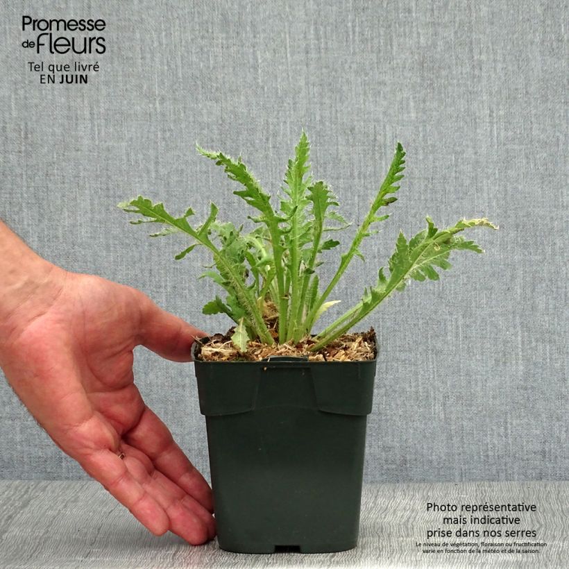 Amostra de Papoila-da-islândia Gartenzwerg Vaso de 8/9 cm tal como entregue no verão