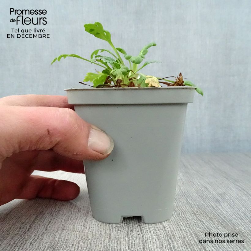 Amostra de Pavot d Islande - Papaver nudicaule Gartenzwerg Vaso de 8/9 cm tal como entregue no inverno