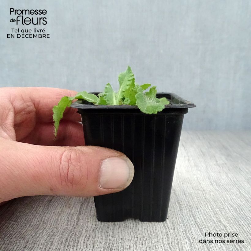 Amostra de Pavot d'Orient Beauty of Livermere - Papaver orientale Vaso de 7/8 cm tal como entregue no inverno