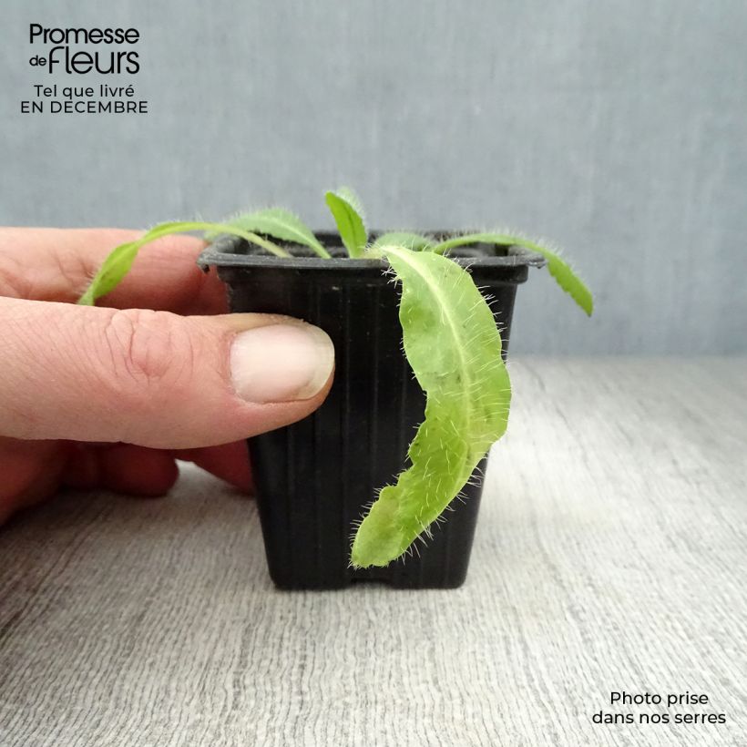 Amostra de Papoila-oriental Brilliant Vaso de 7/8 cm tal como entregue no inverno