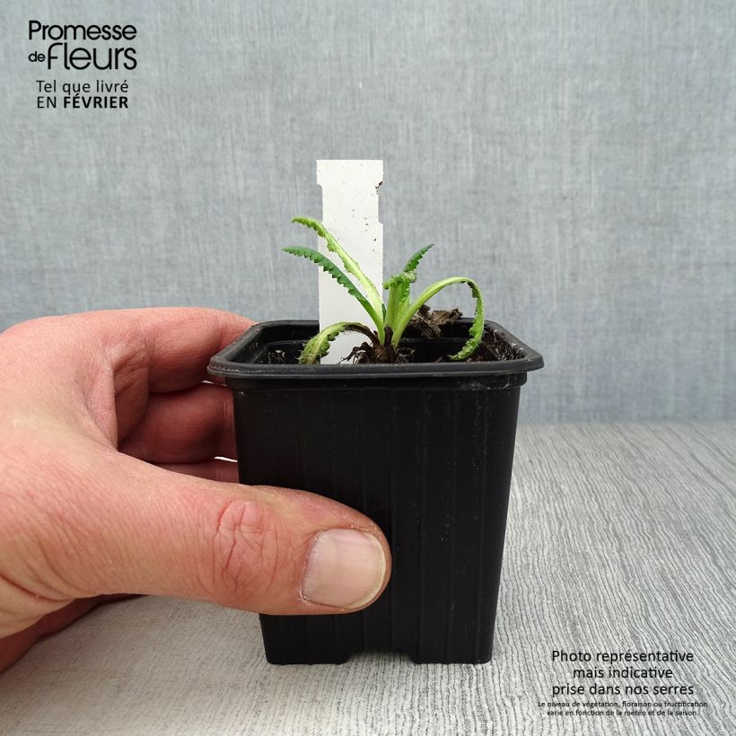 Amostra de Papoila-oriental Clochard Vaso de 8/9 cm tal como entregue no inverno