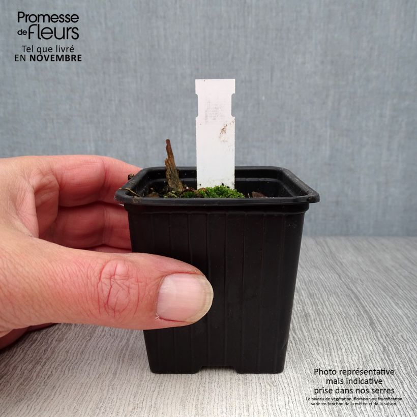 Amostra de Papoila-oriental Clochard Vaso de 8/9 cm tal como entregue no outono