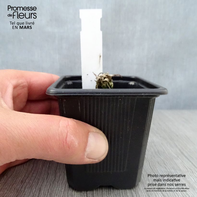 Amostra de Papoila-oriental Clochard Vaso de 8/9 cm tal como entregue na primavera