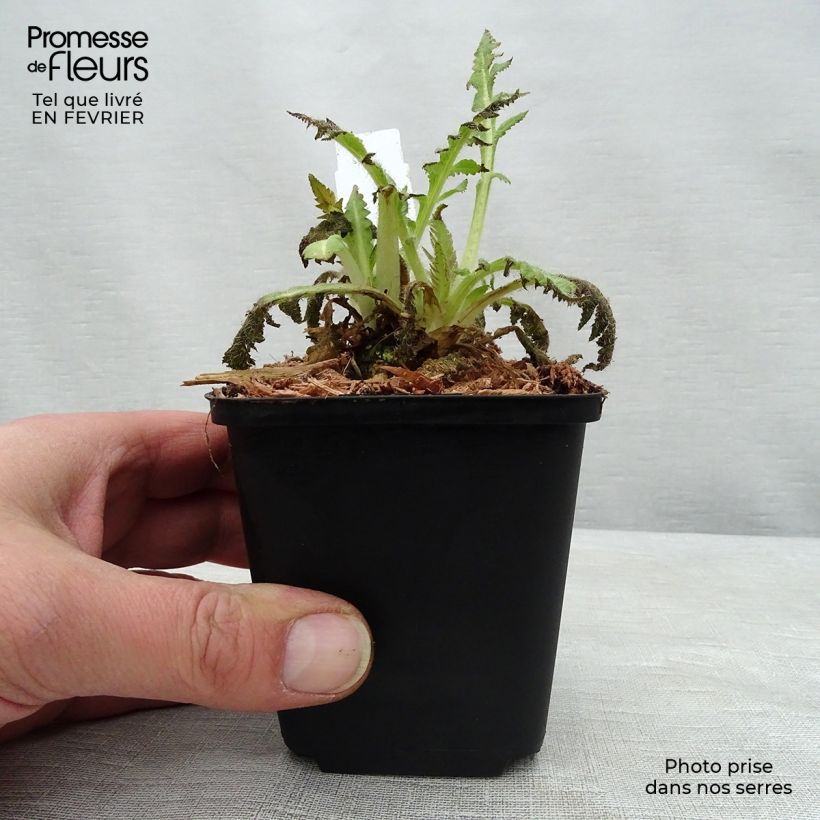 Amostra de Pavot d'Orient Curlilocks - Papaver orientale Godet de 8/9 cm tal como entregue no inverno