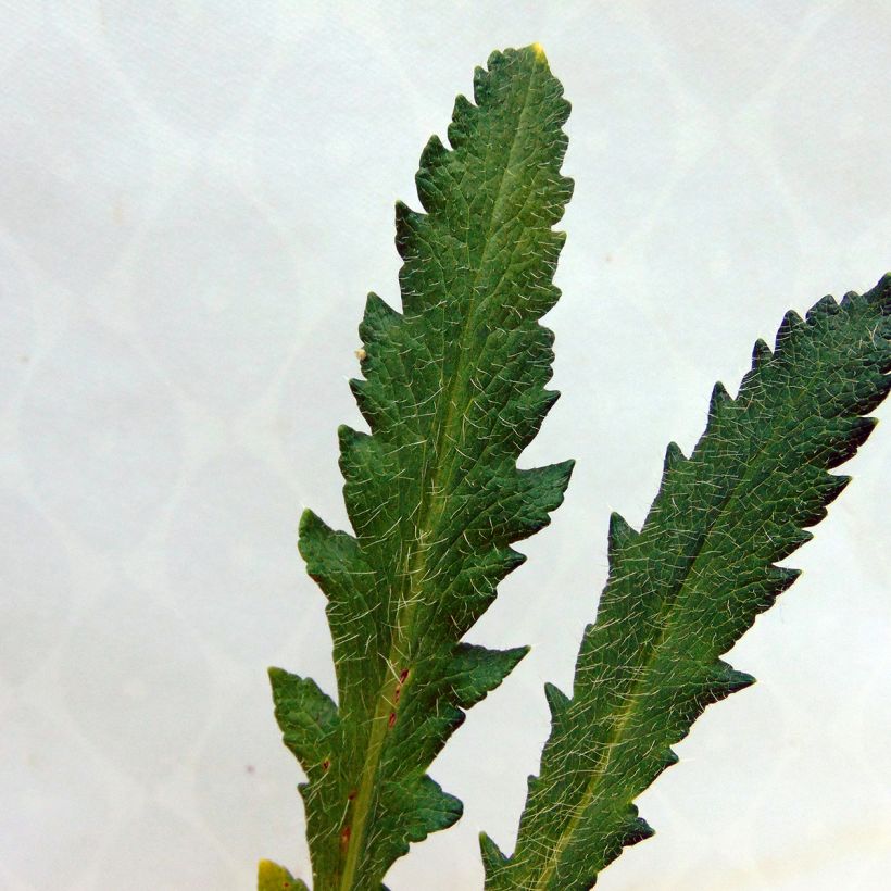 Papoila-oriental Harvest Moon (Folhagem)