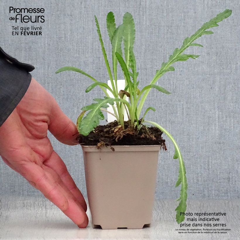 Amostra de Pavot d'Orient Harvest Moon - Papaver orientale Vaso de 8/9 cm tal como entregue no inverno