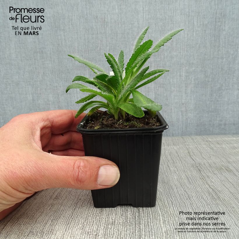 Amostra de Papoila-oriental Harvest Moon Vaso de 8/9 cm tal como entregue na primavera