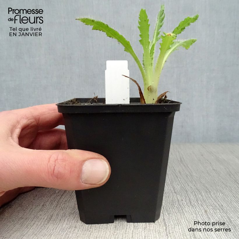 Amostra de Pavot d'Orient Helen Elisabeth - Papaver orientale Vaso de 8/9 cm tal como entregue no inverno