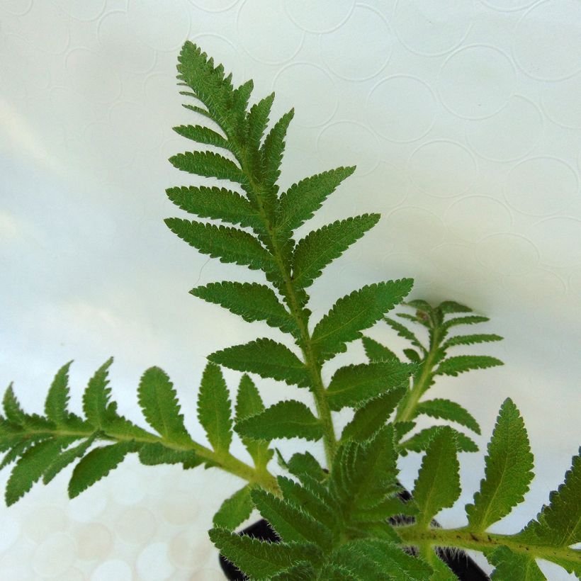 Papoila-oriental Patty's Plum (Folhagem)