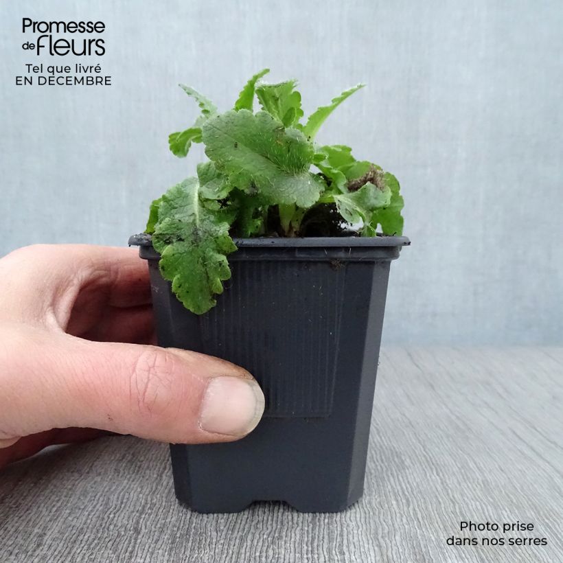 Amostra de Pavot d'Orient Patty's Plum - Papaver orientale Vaso de 8/9 cm tal como entregue no inverno