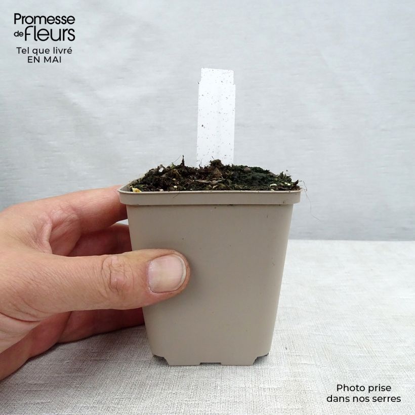 Amostra de Papoila-oriental Perry's White Vaso de 8/9 cm tal como entregue na primavera
