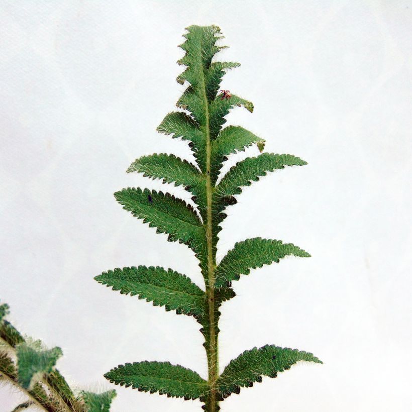 Papoila-oriental Picotee (Folhagem)