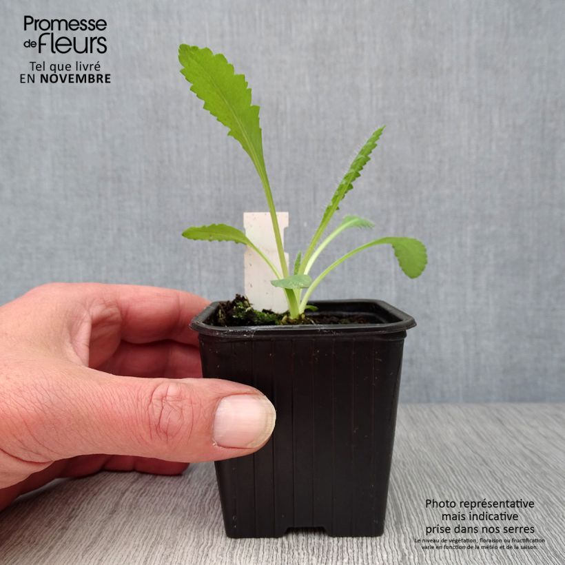 Amostra de Pavot d'Orient Royal Chocolate Distinction - Papaver orientale Godet de 8/9 cm tal como entregue no outono