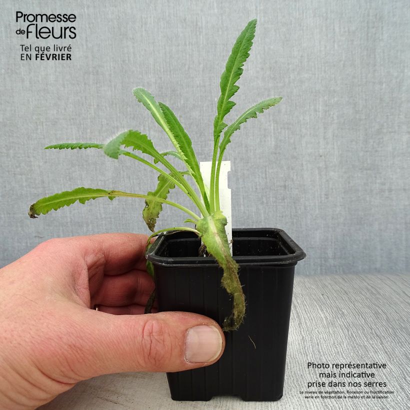 Amostra de Papoila-oriental Royal Chocolate Distinction Vaso de 8/9 cm tal como entregue no inverno