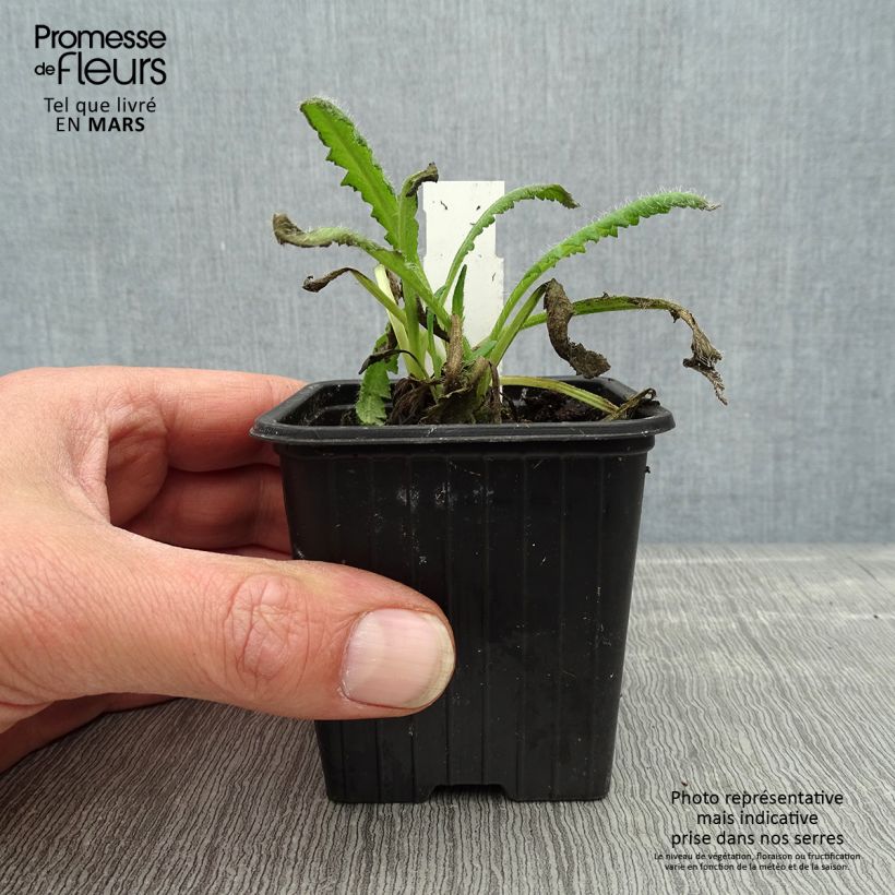 Amostra de Papoila-oriental Royal Chocolate Distinction Vaso de 8/9 cm tal como entregue na primavera