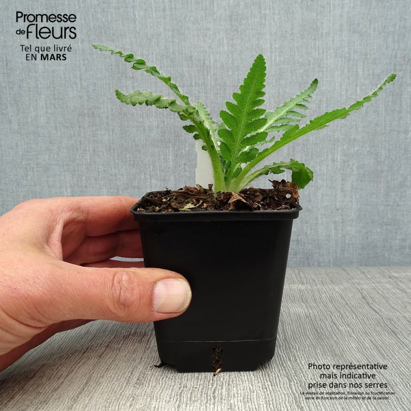 Amostra de Papoila-oriental Royal Wedding Vaso de 7/8 cm tal como entregue na primavera