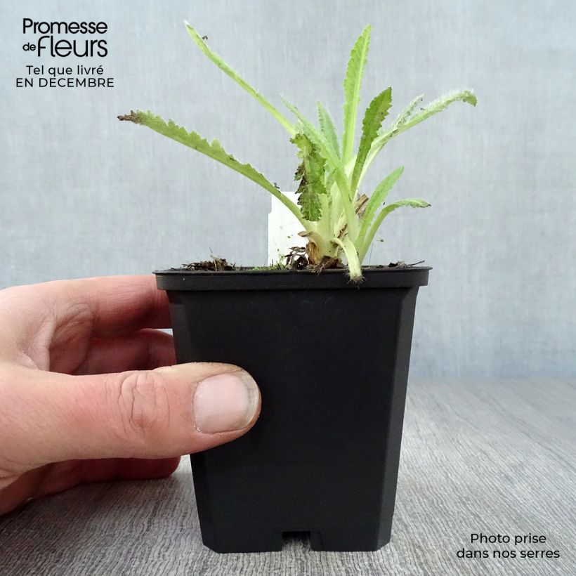 Amostra de Pavot d'Orient Türkenlouis - Papaver orientale Vaso de 8/9 cm tal como entregue no inverno