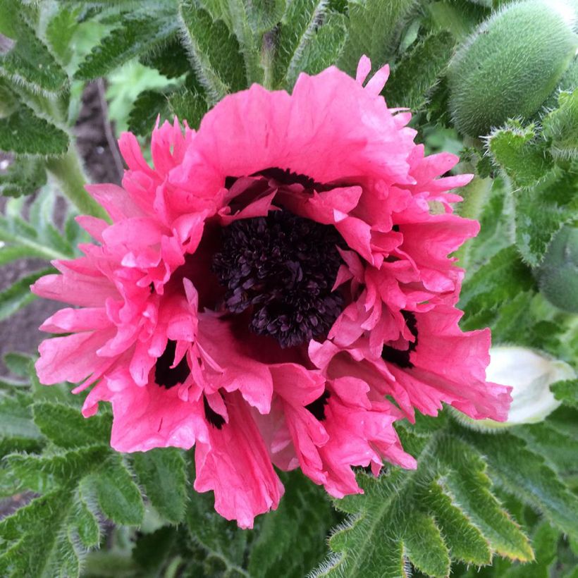 Papoila-oriental Pink Perfection (Floração)