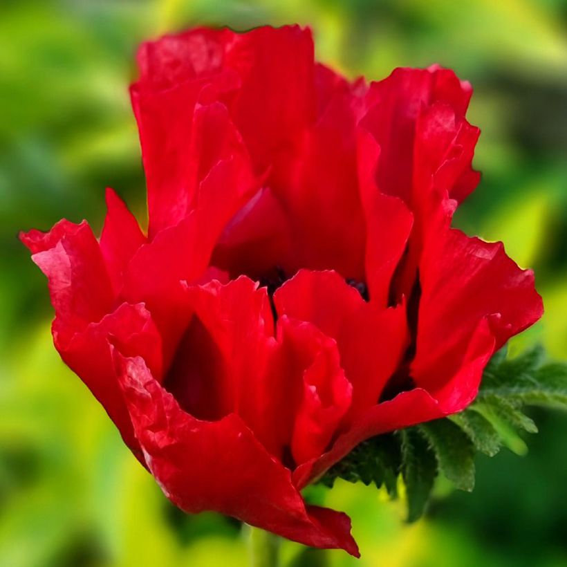Papoila-oriental Red Rumble (Floração)