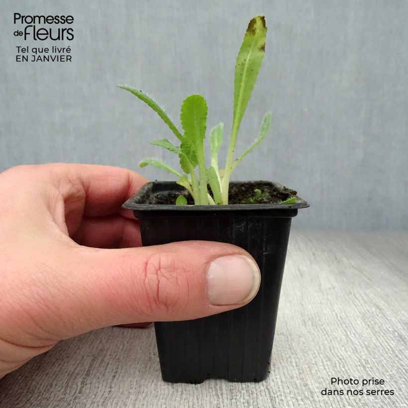 Amostra de Pavot d'Orient rouge - Papaver orientale Allegro Vaso de 7/8 cm tal como entregue no inverno