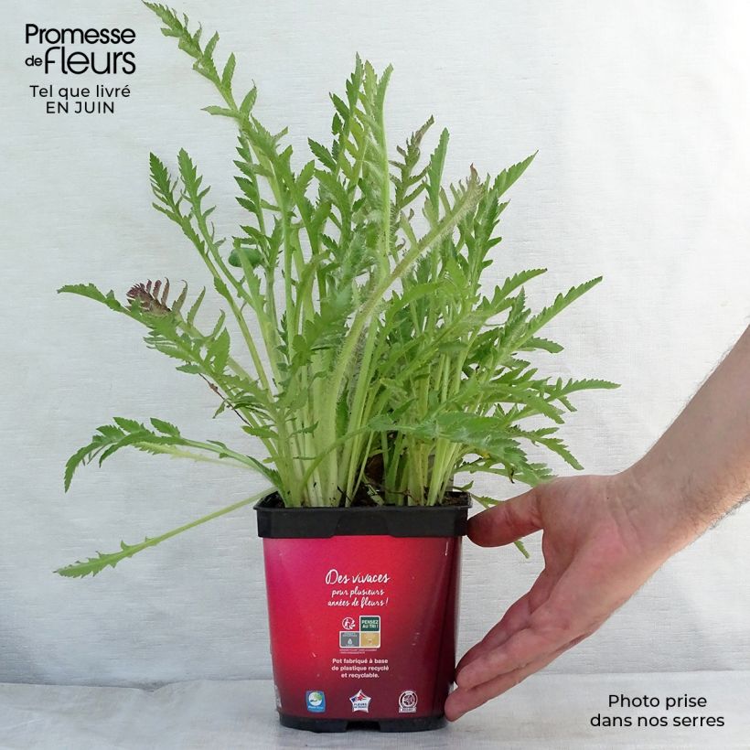 Amostra de Papoila-oriental Allegro Vaso de 2 L/3 L tal como entregue no verão