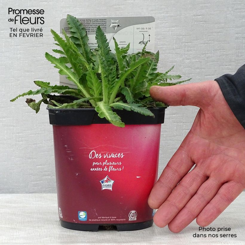 Amostra de Pavot d'Orient rouge - Papaver orientale Allegro Vaso de 2 L/3 L tal como entregue no inverno