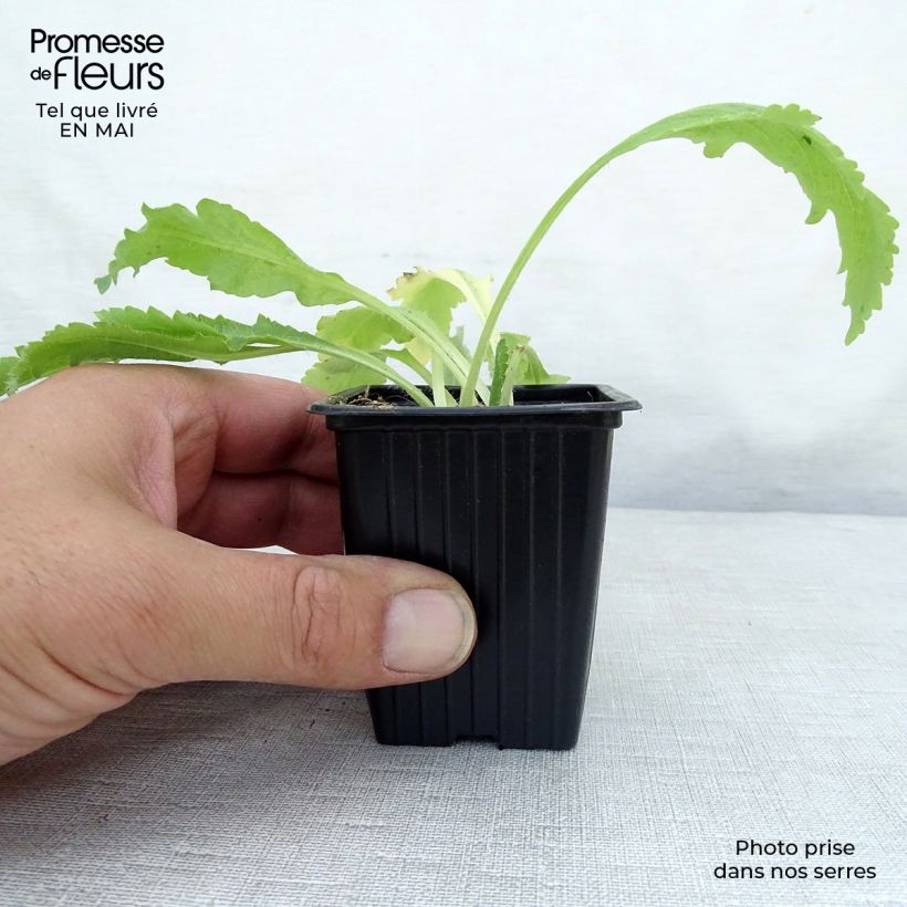 Amostra de Papoila-oriental Allegro Vaso de 7/8 cm tal como entregue na primavera