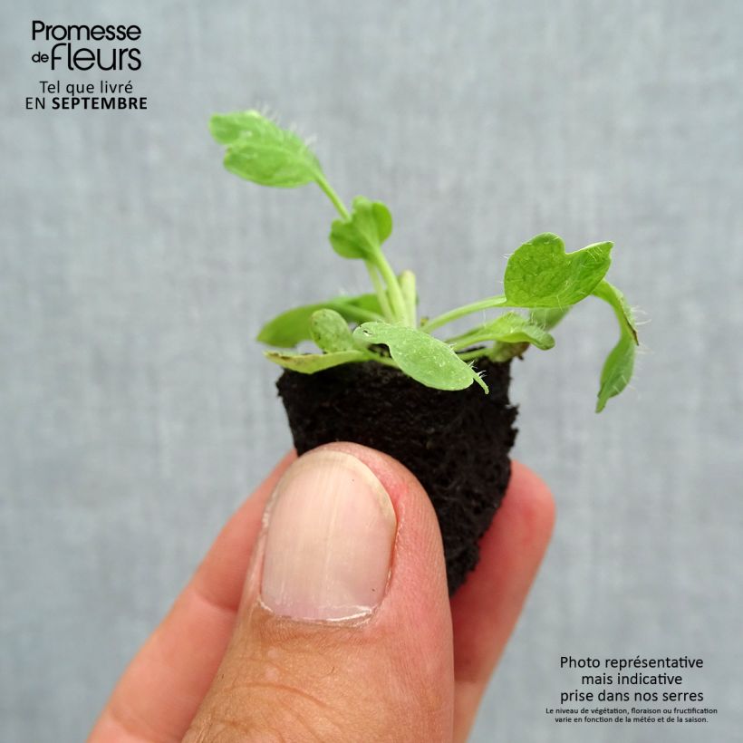 Amostra de Pavot d'Islande Bulles de Champagne en mélange Mini-motte Ø 3/4 cm tal como entregue no outono