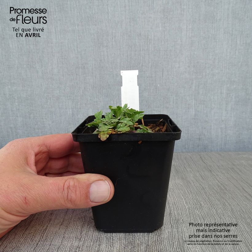 Amostra de Papoila-da-islândia Champagne Bubbles Mix Vaso de 8/9 cm tal como entregue na primavera