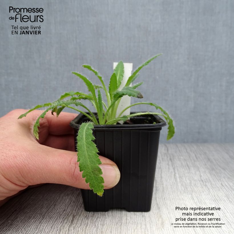 Amostra de Pavot d'Orient Marlène - Papaver orientale Godet de 8/9 cm tal como entregue no inverno