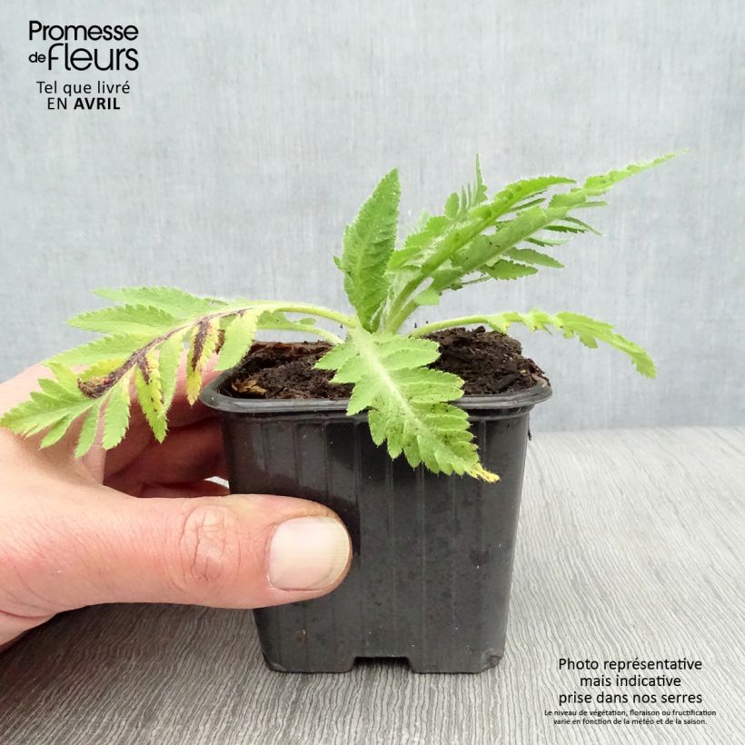 Amostra de Papoila-oriental Beauty of Livermere Vaso de 7/8 cm tal como entregue na primavera