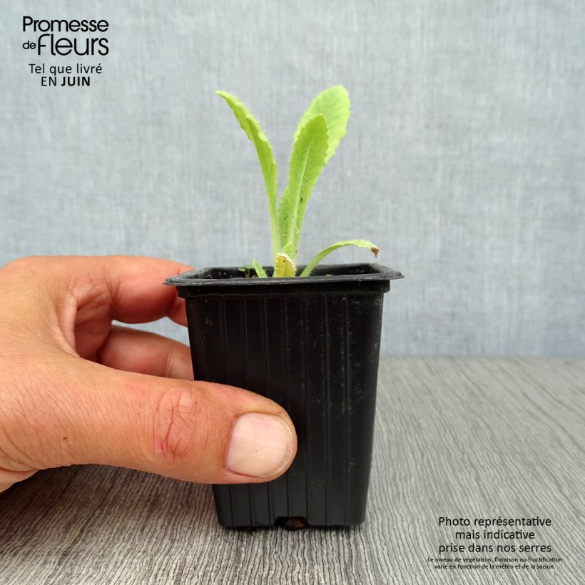 Amostra de Papoila-oriental Brilliant Vaso de 7/8 cm tal como entregue no verão