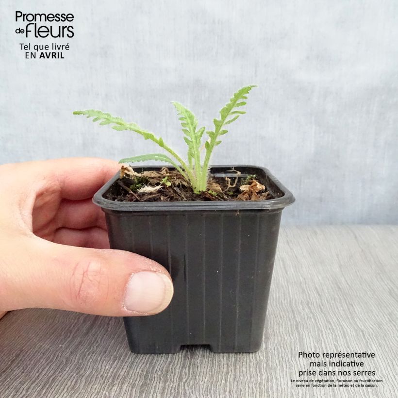 Amostra de Papoila-oriental Brilliant Vaso de 7/8 cm tal como entregue na primavera