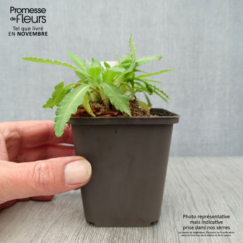 Amostra de Papoila-oriental Patty's Plum Vaso de 8/9 cm tal como entregue no outono