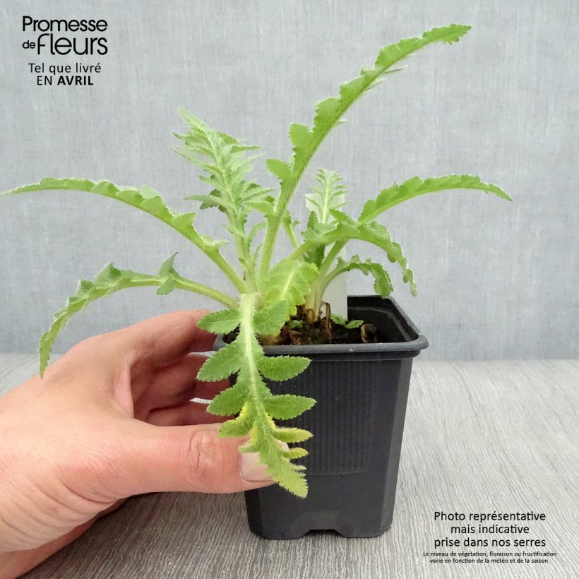 Amostra de Papoila-oriental Patty's Plum Vaso de 8/9 cm tal como entregue na primavera