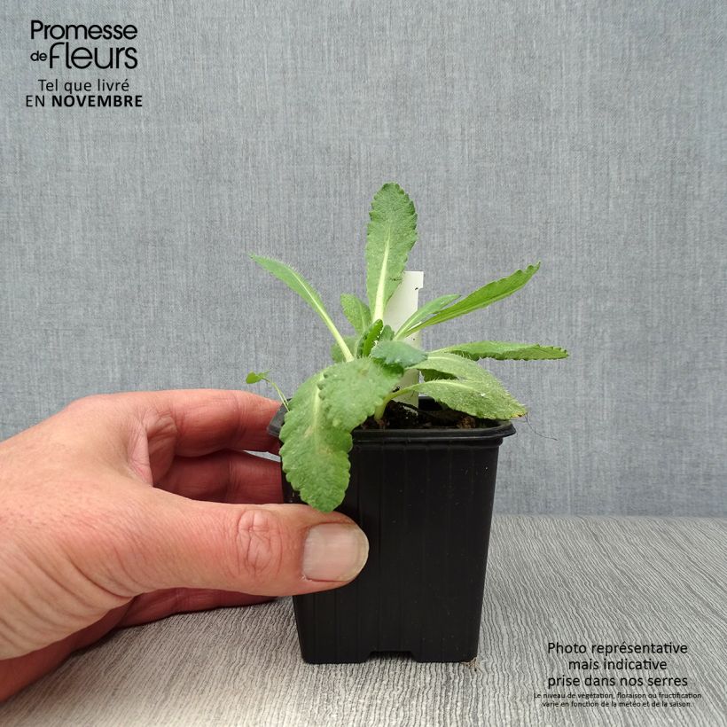 Amostra de Papoila-oriental Perry's White Vaso de 8/9 cm tal como entregue no outono