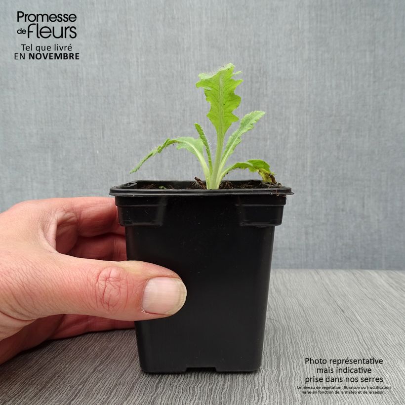 Amostra de Papoila-oriental Allegro Vaso de 7/8 cm tal como entregue no outono