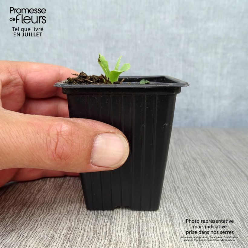 Amostra de Papoila-oriental Allegro Vaso de 7/8 cm tal como entregue no verão