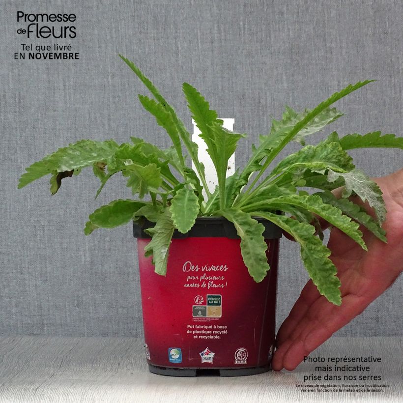 Amostra de Papoila-oriental Allegro Vaso de 2 L/3 L tal como entregue no outono