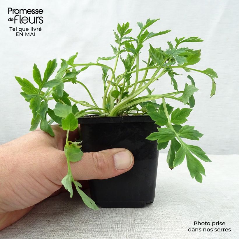 Amostra de Meconopsis cambrica Vaso de 8/9 cm tal como entregue na primavera