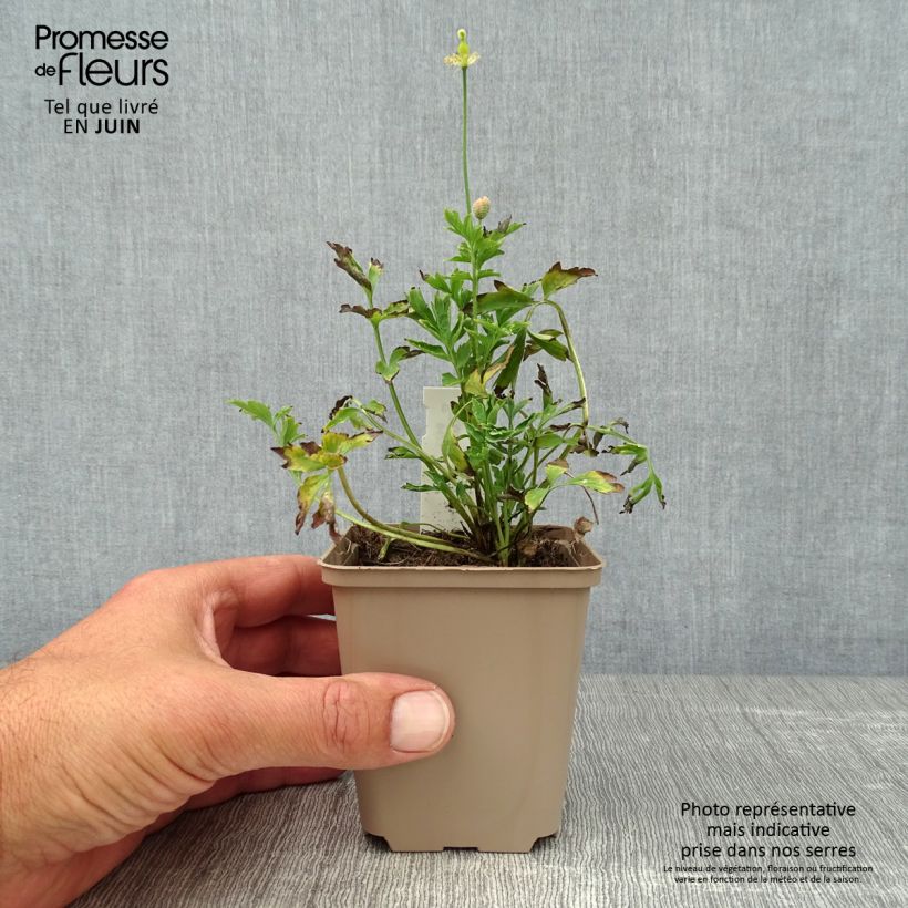 Amostra de Meconopsis cambrica Vaso de 8/9 cm tal como entregue no verão