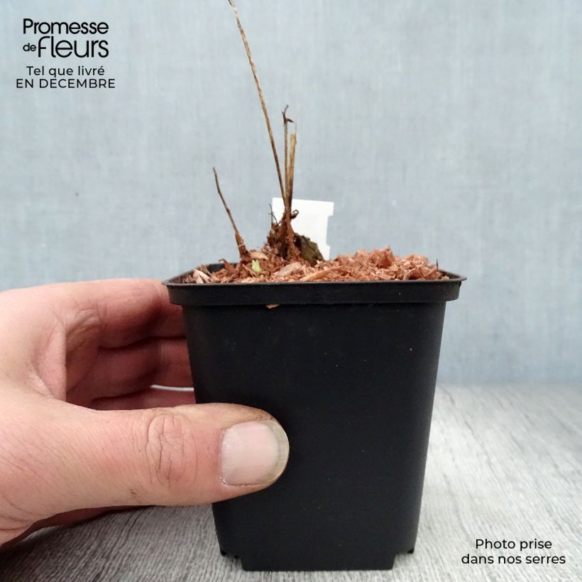 Amostra de Pavot du Pays de Galles - Meconopsis cambrica Vaso de 8/9 cm tal como entregue no inverno